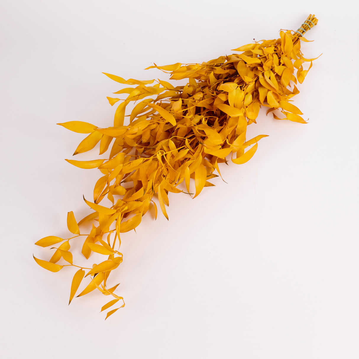 Ruscus, Soft, Yellow, 100g Bunch