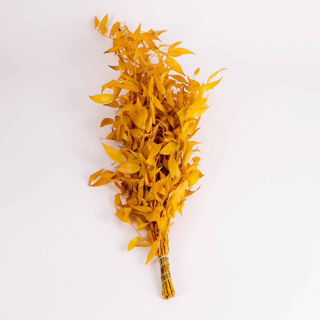Ruscus, Soft, Yellow, 100g Bunch