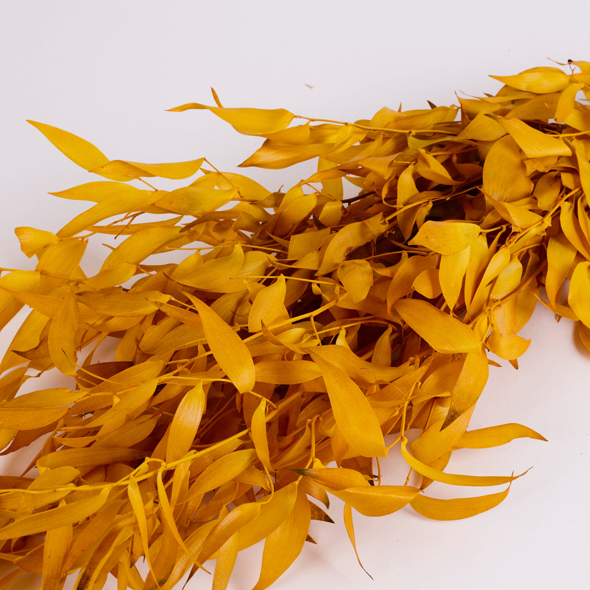 Ruscus, Soft, Yellow, 100g Bunch