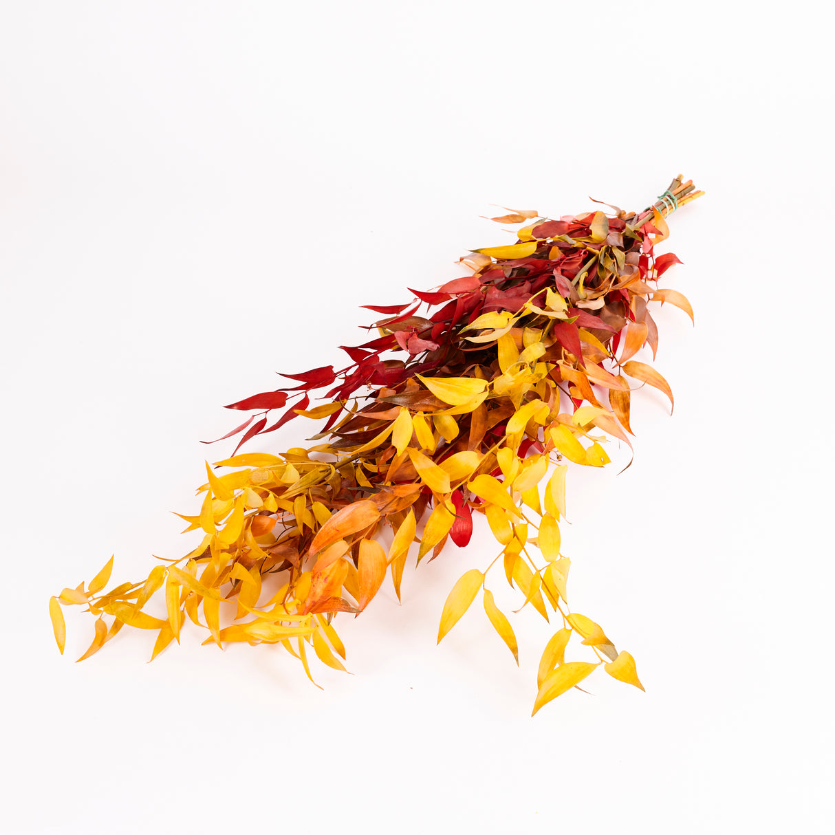 Ruscus, Soft, Autumn, 100g Bunch