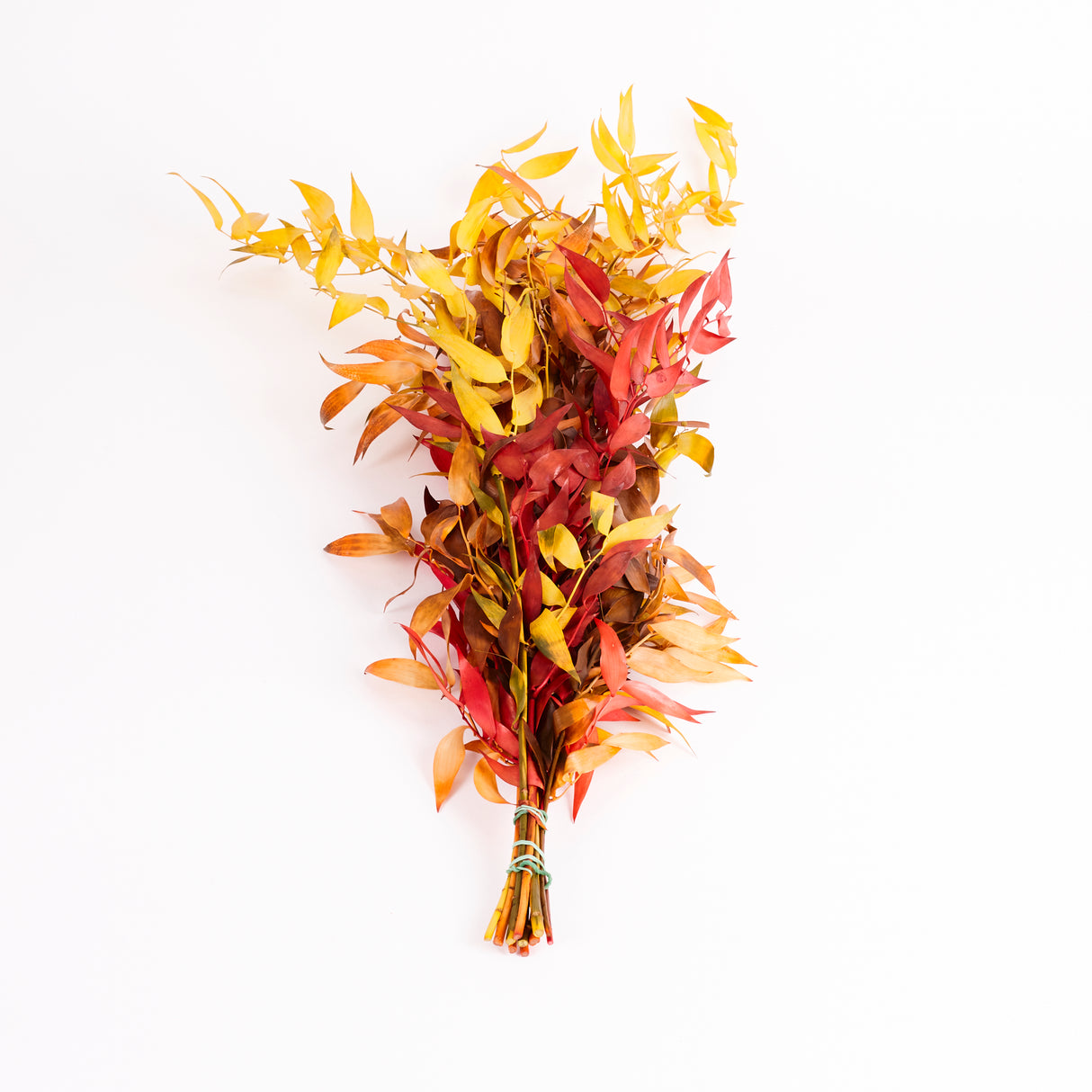 Ruscus, Soft, Autumn, 100g Bunch