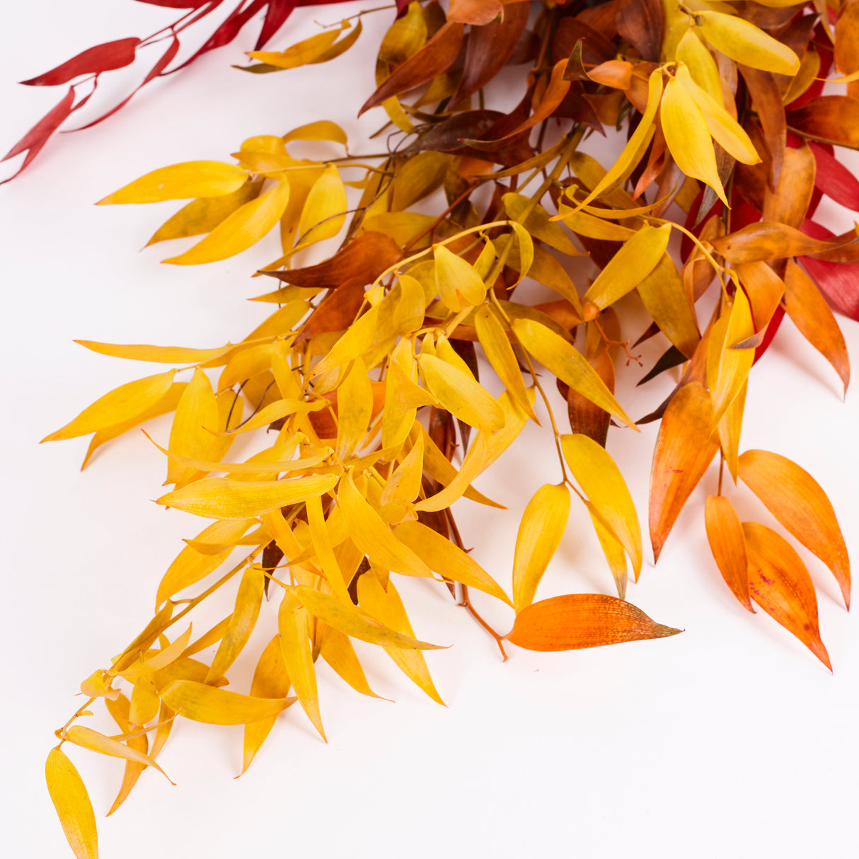 Ruscus, Soft, Autumn, 100g Bunch