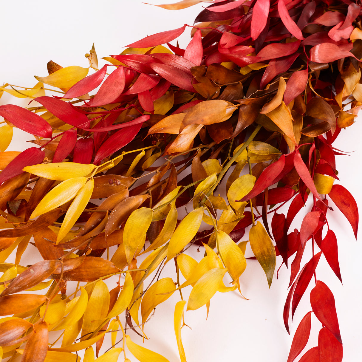 Ruscus, Soft, Autumn, 100g Bunch