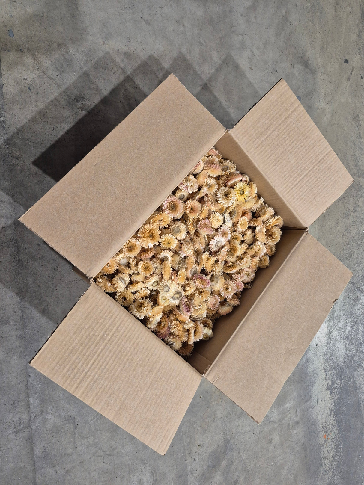 Helichrysum Heads, Dried, Natural White, per 1kg Box - 2nd Quality