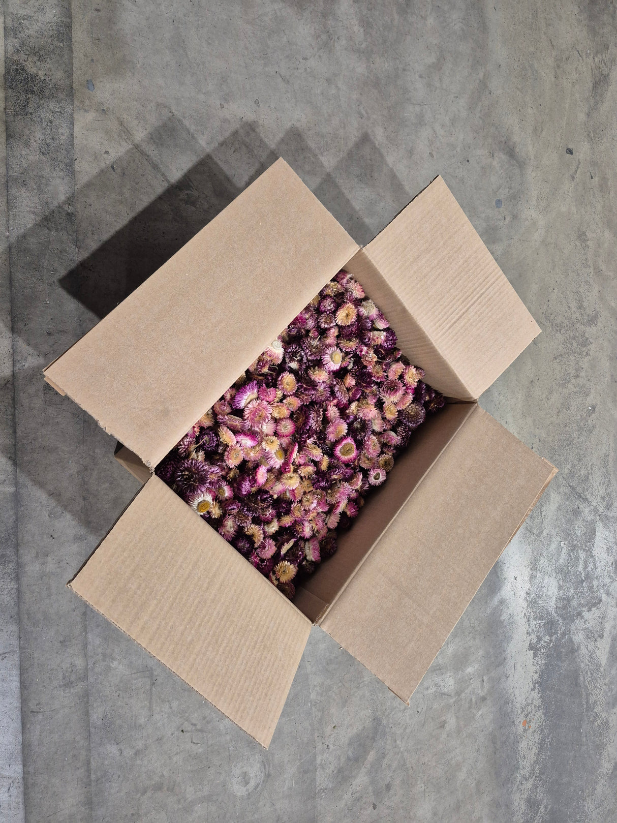 Helichrysum Heads, Dried, Natural Dark Pink, per 1kg Box - 2nd Quality