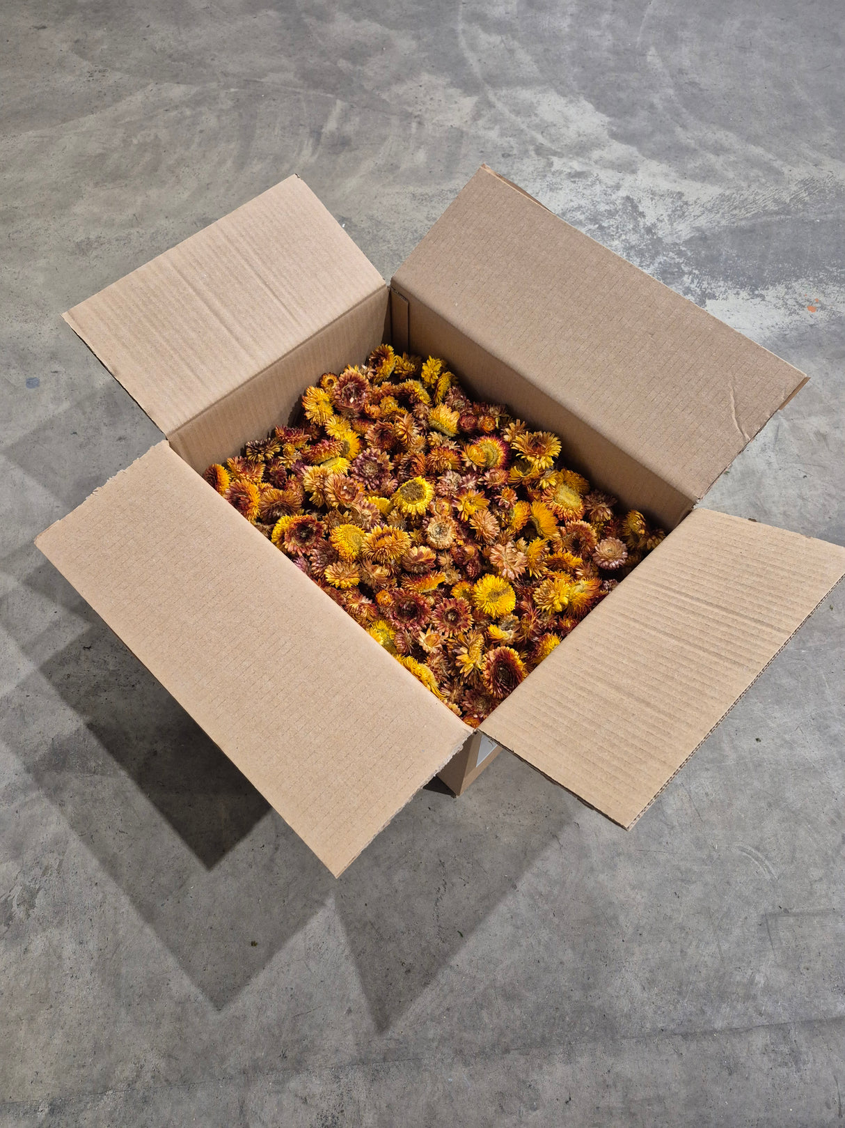 Helichrysum Heads, Dried, Natural Orange, per 1kg Box