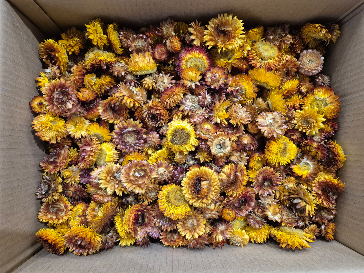 Helichrysum Heads, Dried, Natural Orange, per 1kg Box