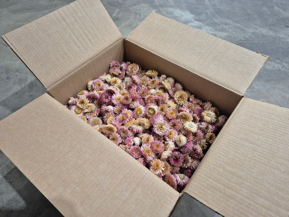 Helichrysum Heads, Dried, Natural Pink, per 1kg Box - 2nd Quality