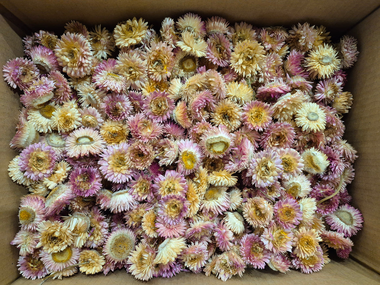 Helichrysum Heads, Dried, Natural Pink, per 1kg Box - 2nd Quality