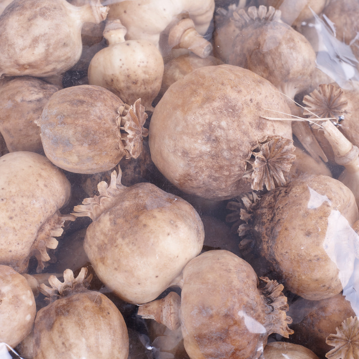 Poppy Seed Pods, (Papaver), Dried, Natural x 1.5kg