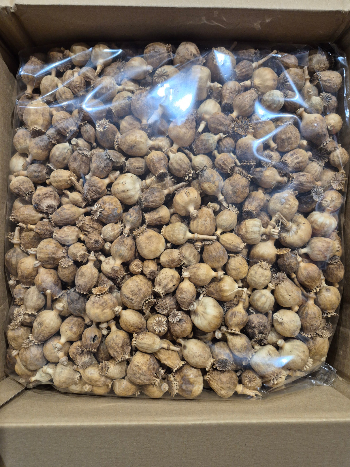 Poppy Seed Pods, (Papaver), Dried, Natural x 4.5kg