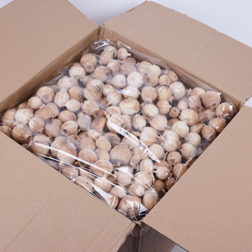 Poppy Seed Pods (Papaver) - Premium Quality, Dried, Natural x 4.5kg