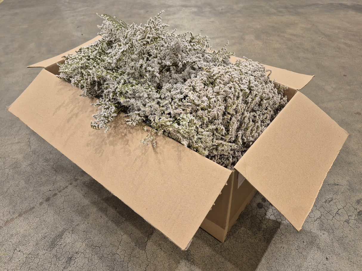 Statice tatarica, Dried, White, Box x 2.5kg