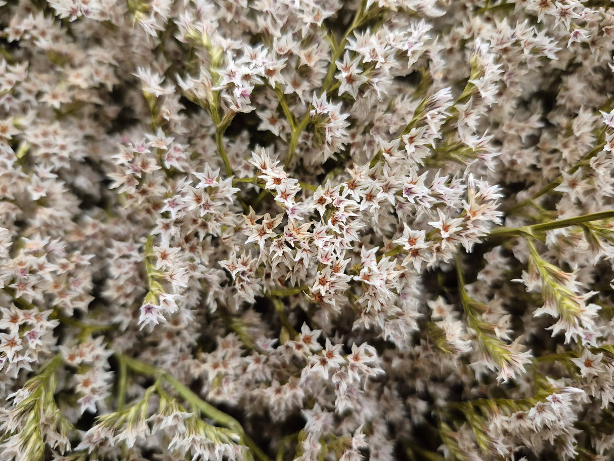 Statice tatarica, Dried, White, Box x 2.5kg