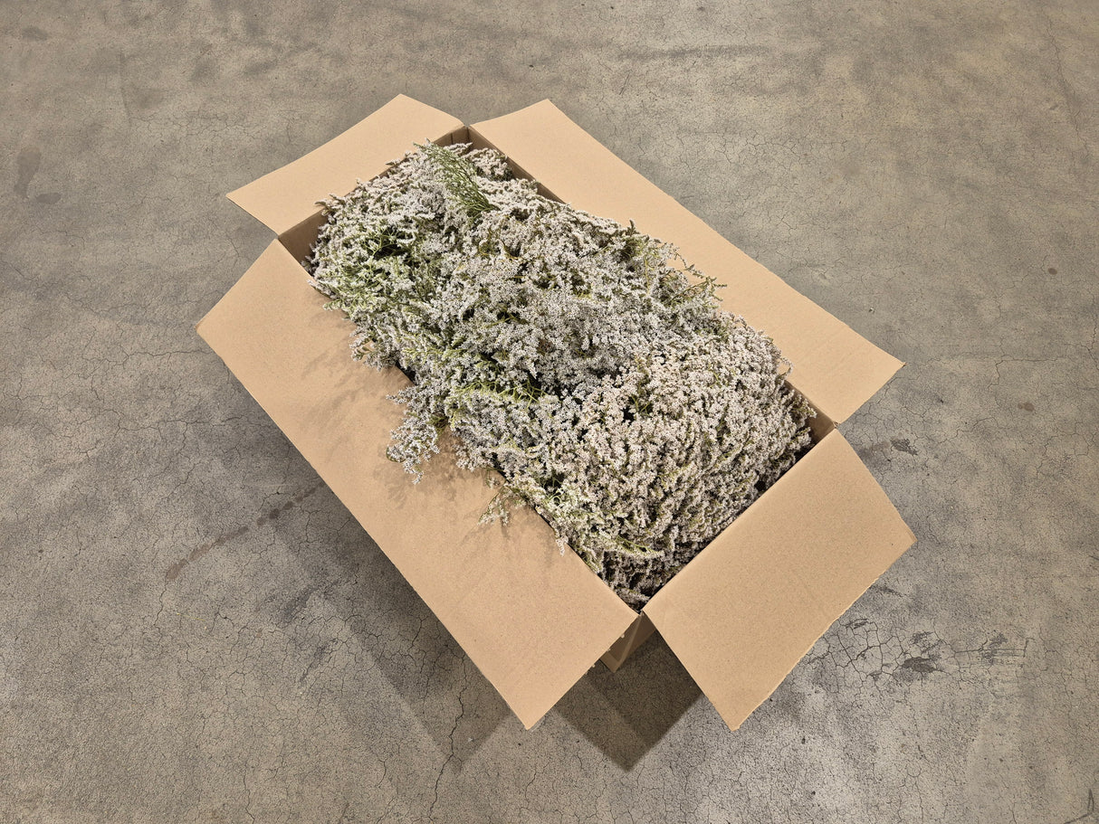 Statice tatarica, Dried, White, Box x 2.5kg