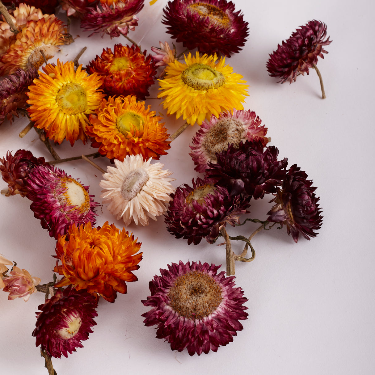 Helichrysum Heads, Dried, Mixed Colours, 50g Bag