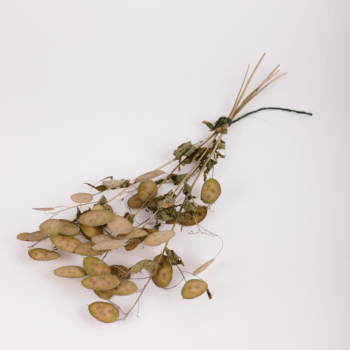 Lunaria (Honesty), British, Unpeeled, Bunch x 5 Stems