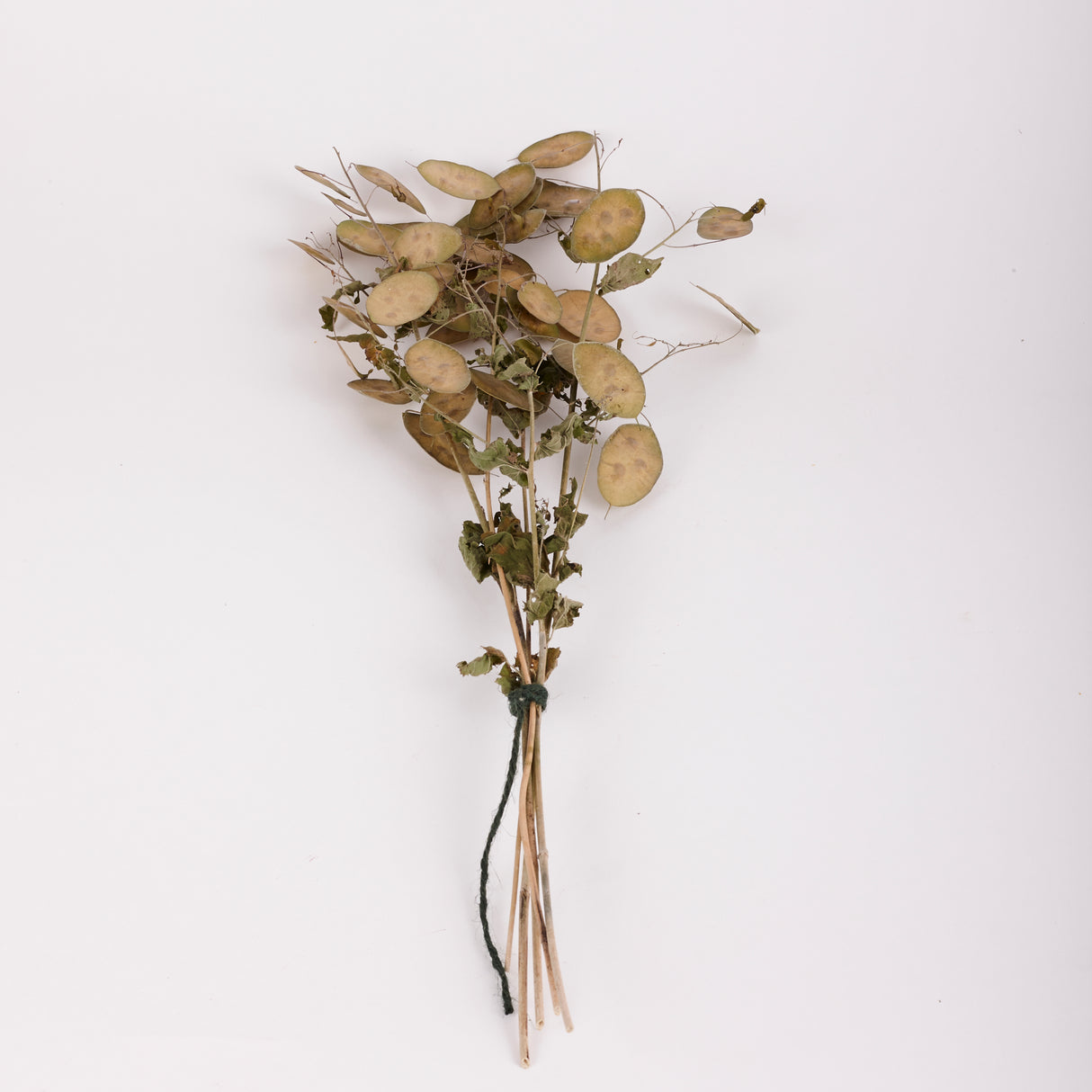 Lunaria (Honesty), British, Unpeeled, Bunch x 5 Stems