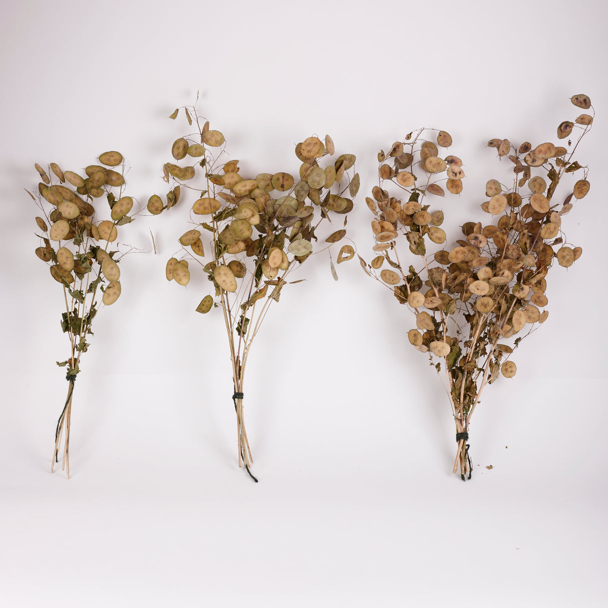 Lunaria (Honesty), British, Unpeeled, Bunch x 5 Stems