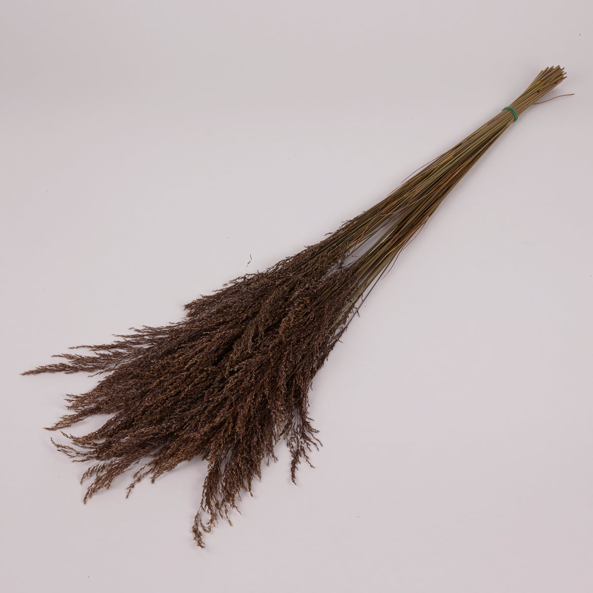 Calamagrostis (Reed Grass), British, Dried, Natural, 80cm Bunch