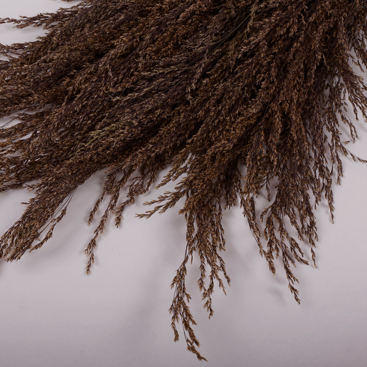 Calamagrostis (Reed Grass), British, Dried, Natural, 80cm Bunch