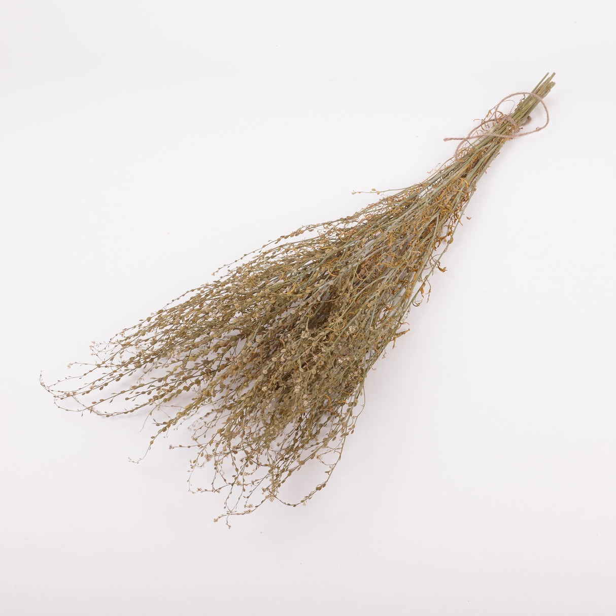 Wrinkled Cress (Lepidium sativum), British, Dried, Natural, 60cm Bunch 10 stems