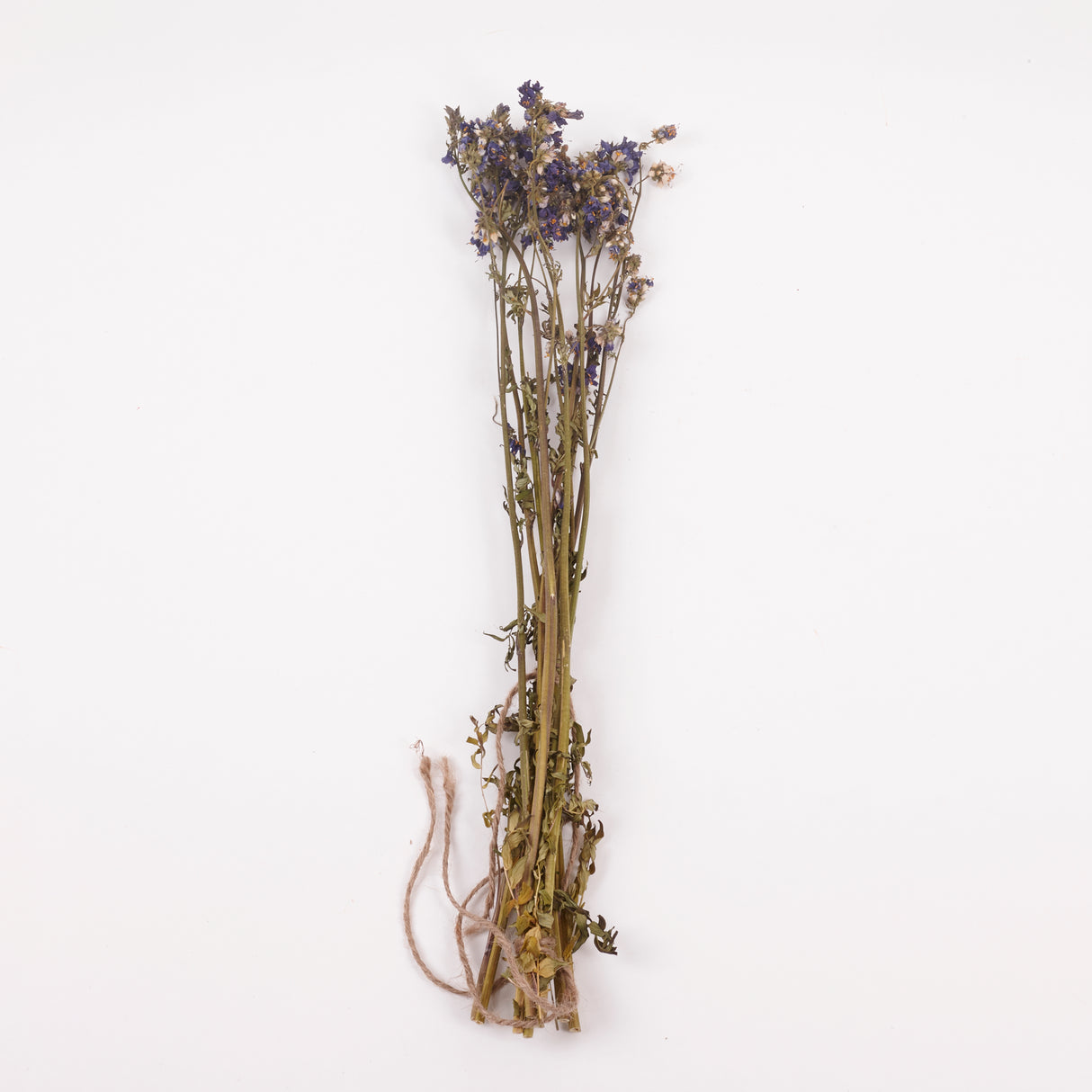 Jacobs Ladder (Polemoniuim), British, Dried, Natural, 60cm Bunch 10 stems
