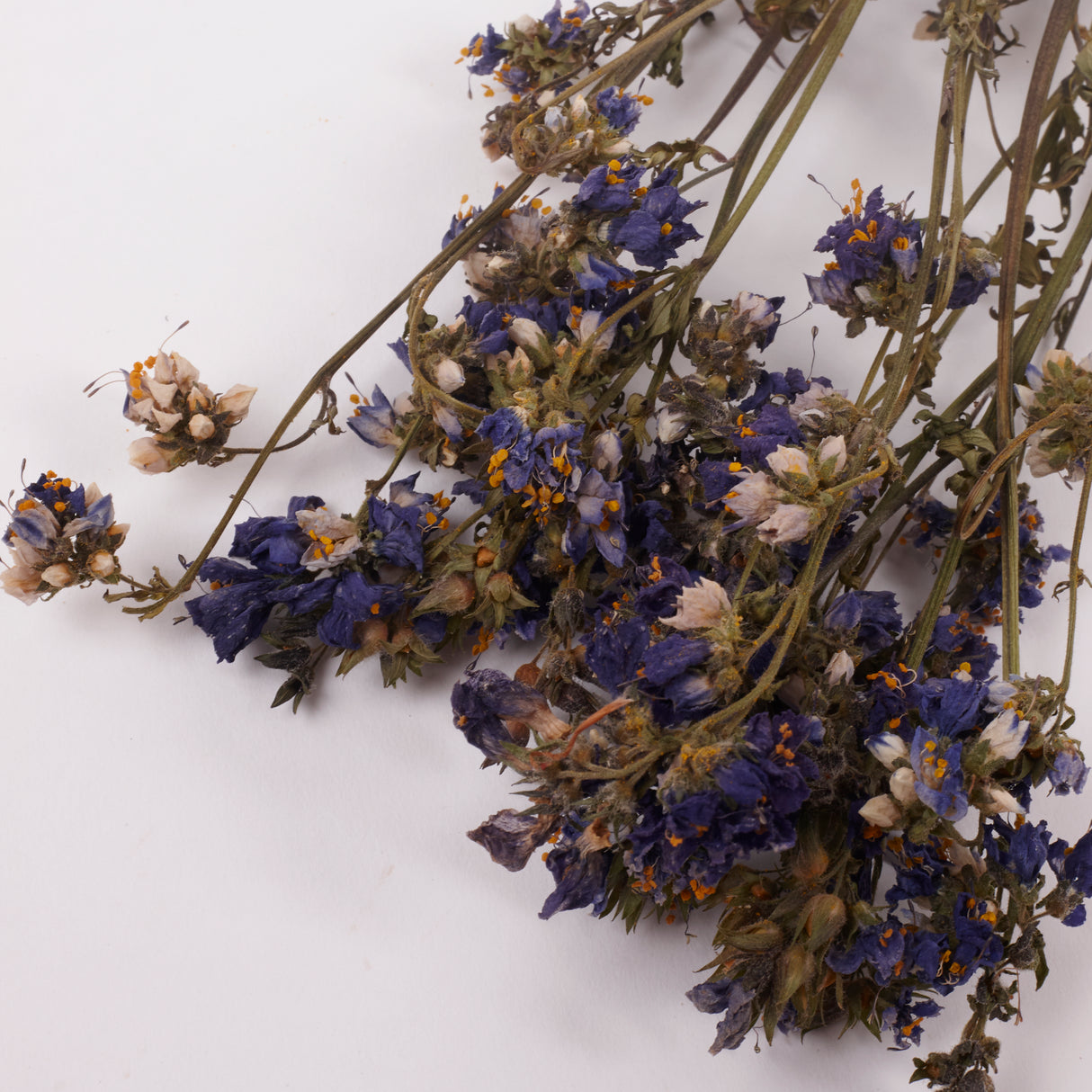 Jacobs Ladder (Polemoniuim), British, Dried, Natural, 60cm Bunch 10 stems