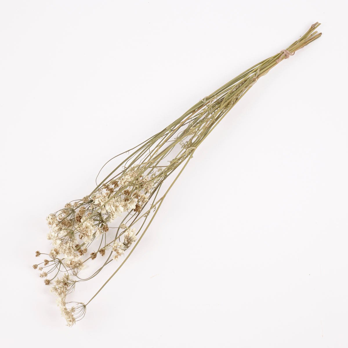 Orlaya, British, Dried, Natural, 60cm Bunch 10 stems