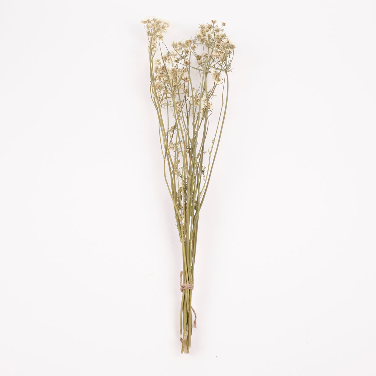 Orlaya, British, Dried, Natural, 60cm Bunch 10 stems