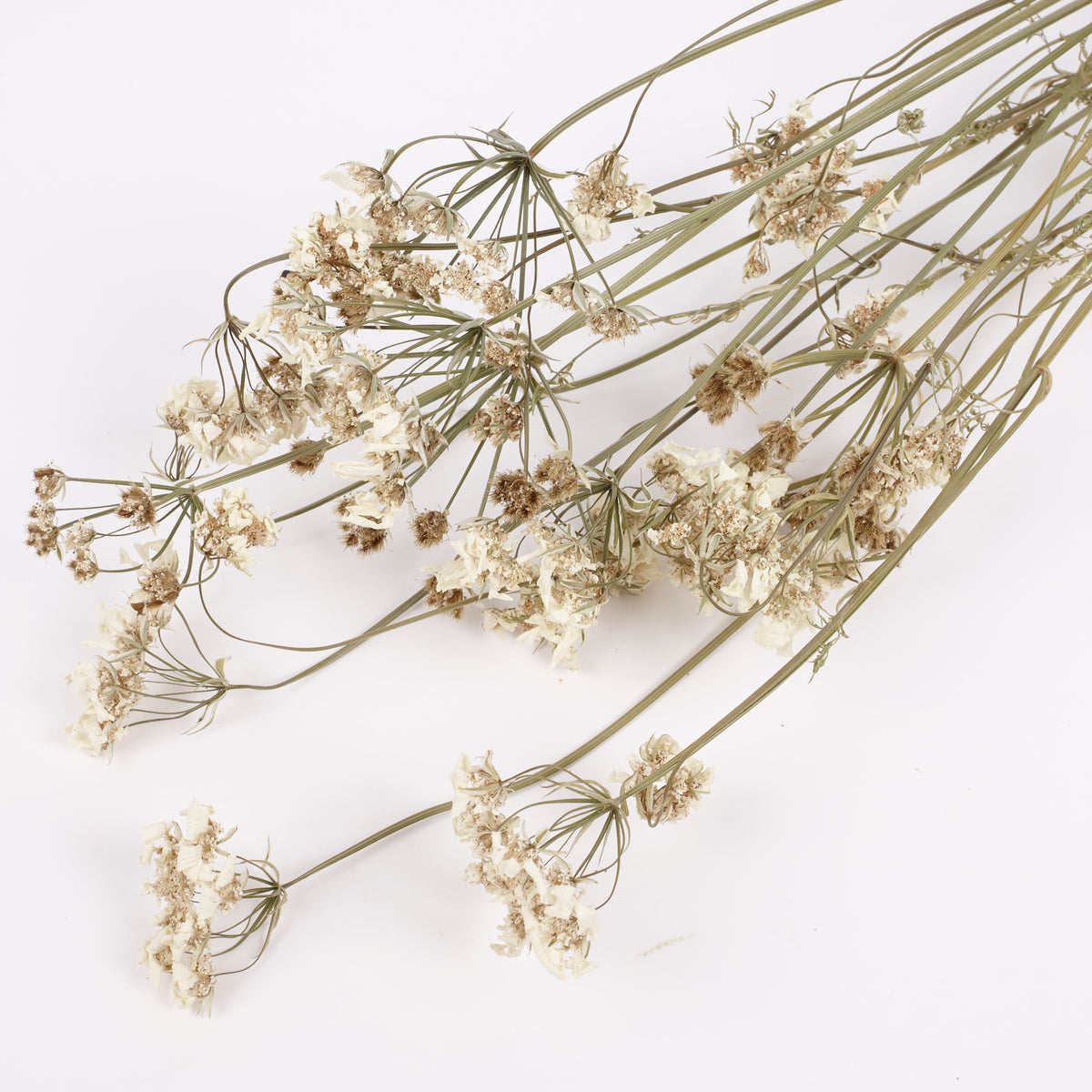 Orlaya, British, Dried, Natural, 60cm Bunch 10 stems