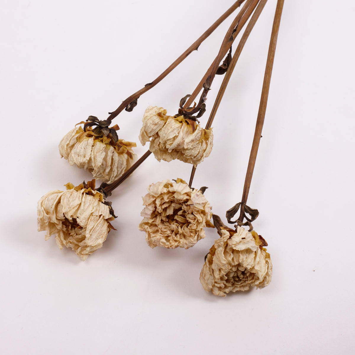 Dahlia, British, Natural White, Bunch x 5 Stems