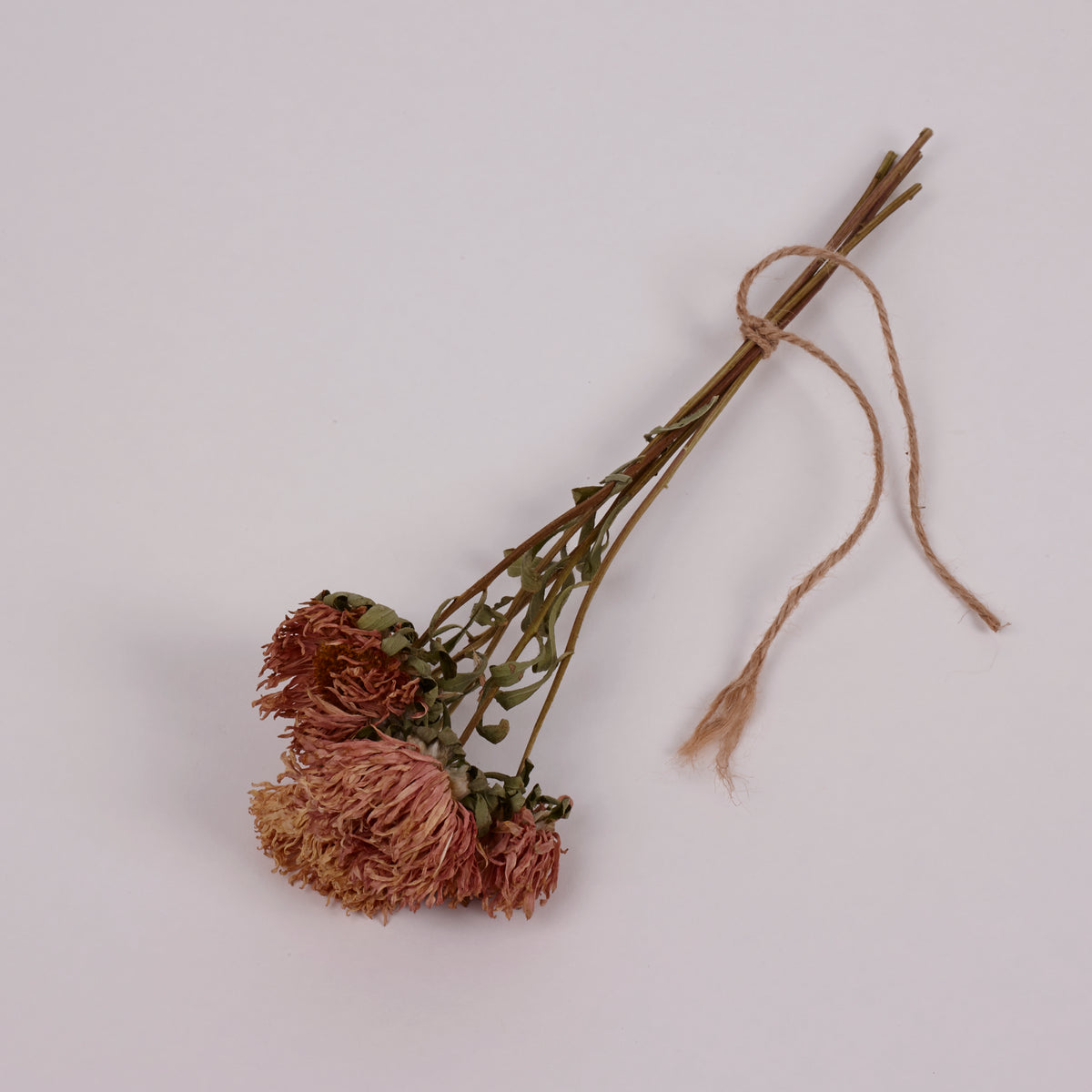 Aster, British, Natural Peach, Bunch x 5 Stems