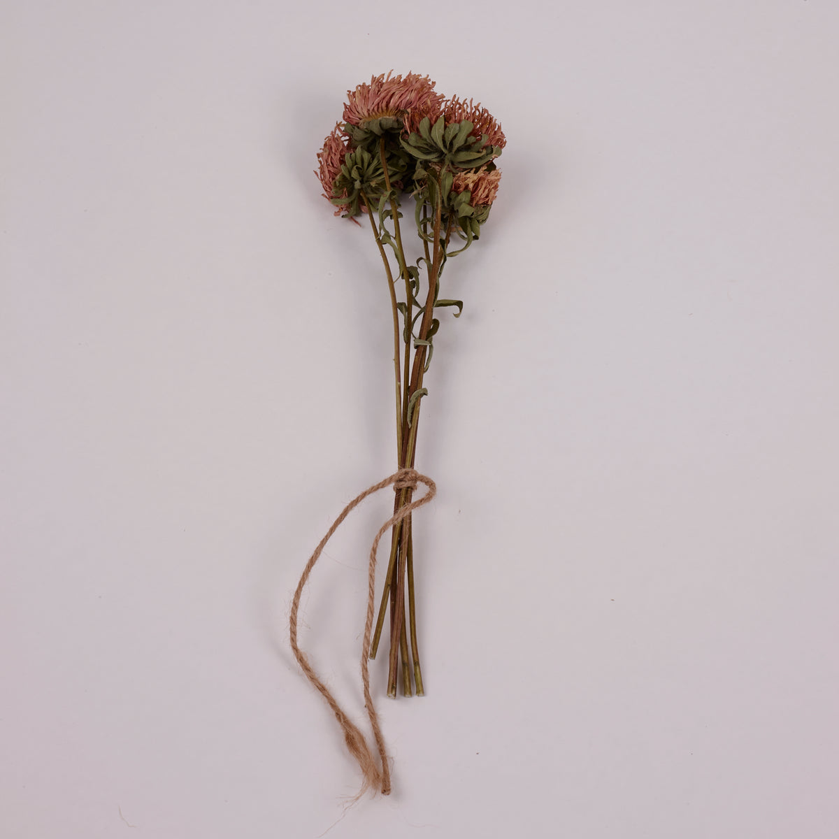 Aster, British, Natural Peach, Bunch x 5 Stems