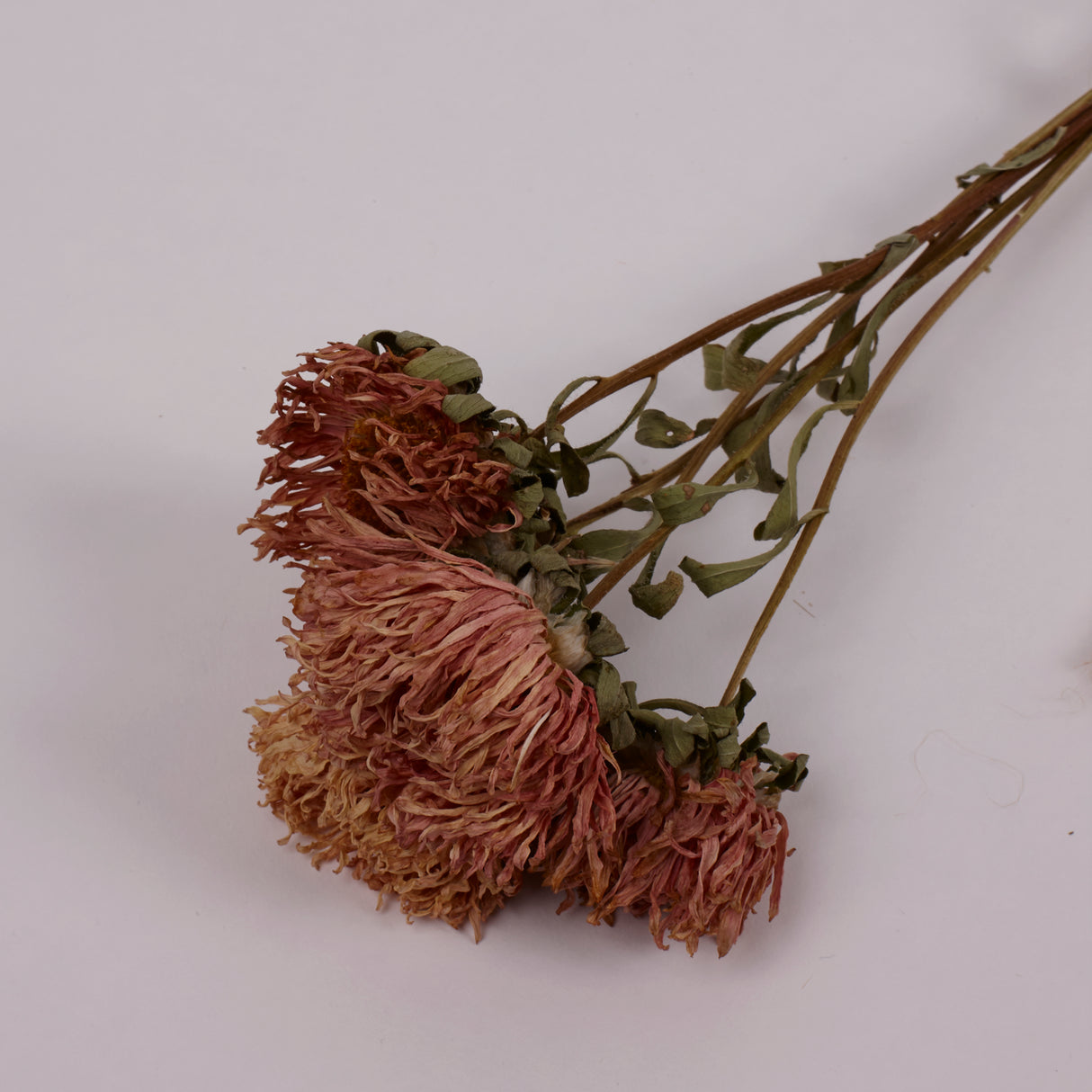 Aster, British, Natural Peach, Bunch x 5 Stems
