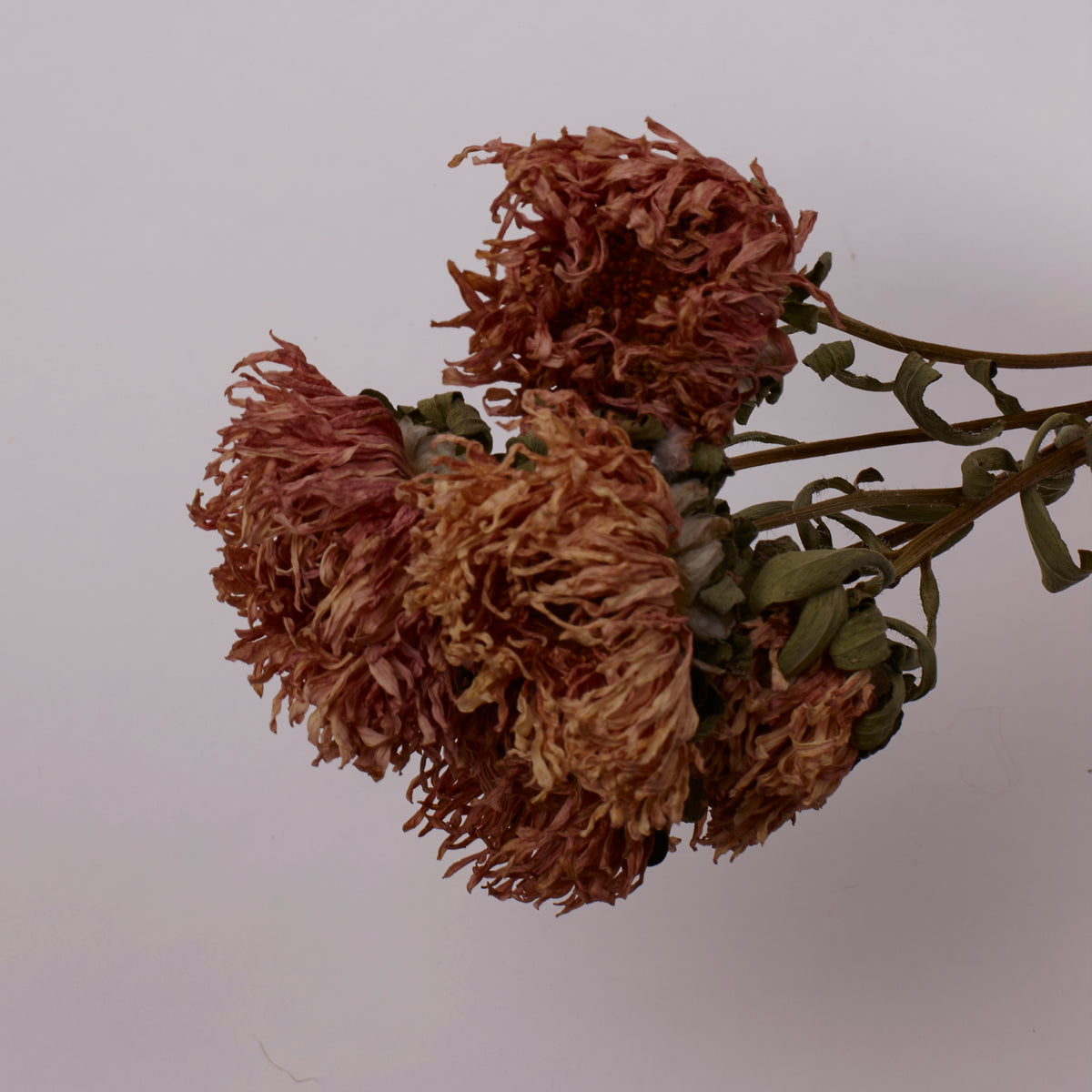 Aster, British, Natural Peach, Bunch x 5 Stems