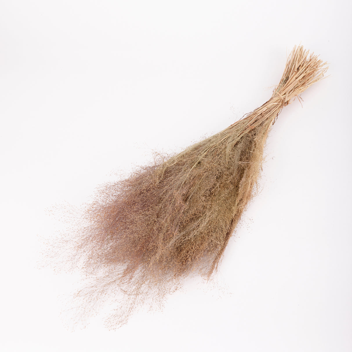 Agrostis (Bent Grass), Dried, Natural, 50g Bunch