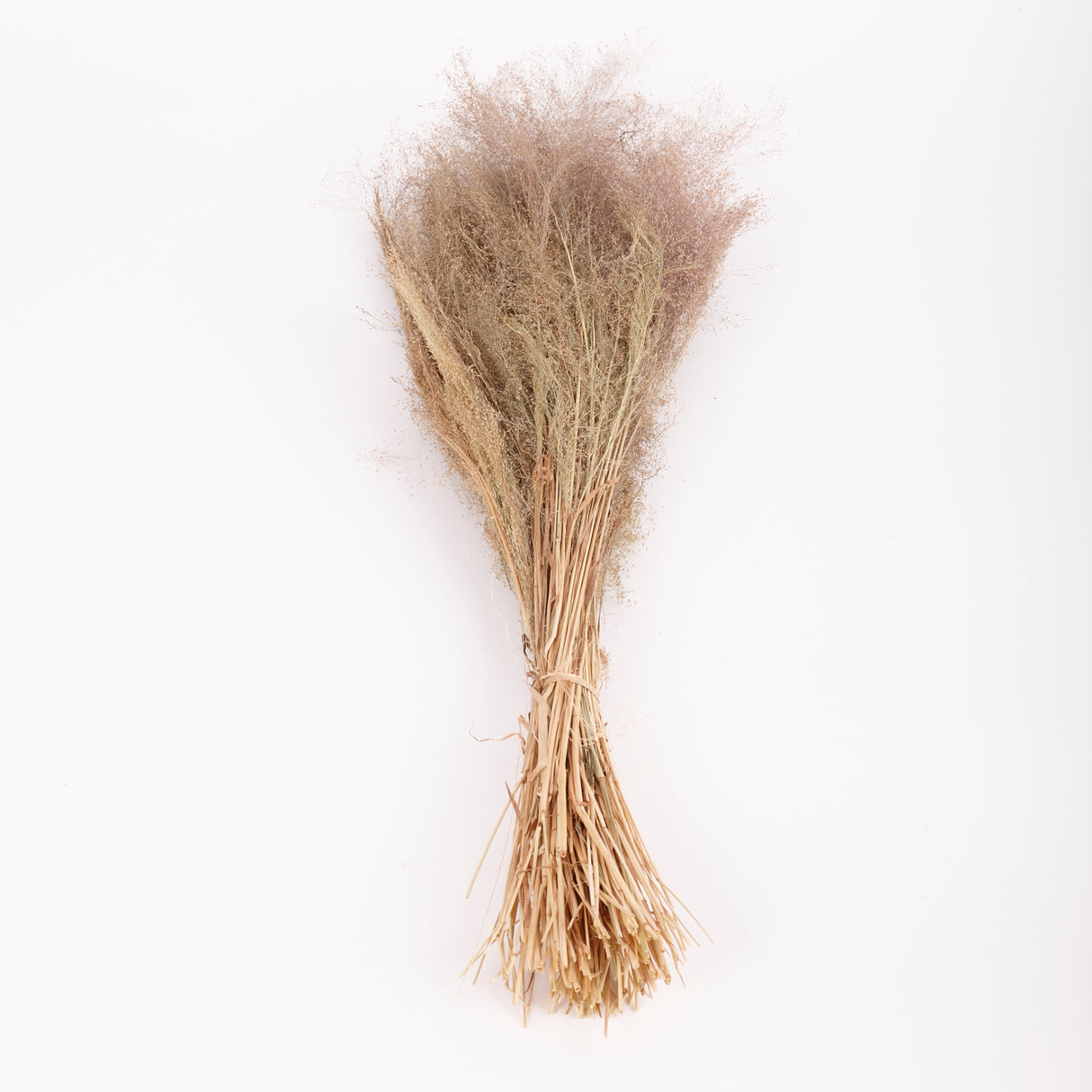 Agrostis (Bent Grass), Dried, Natural, 50g Bunch