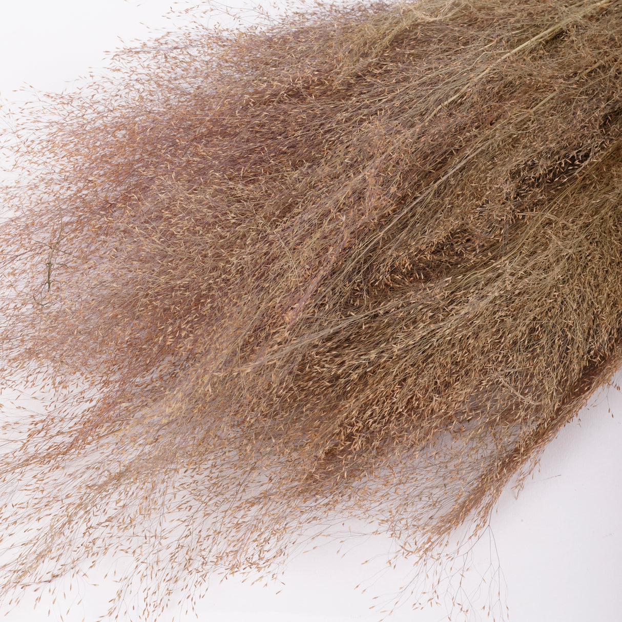 Agrostis (Bent Grass), Dried, Natural, 50g Bunch