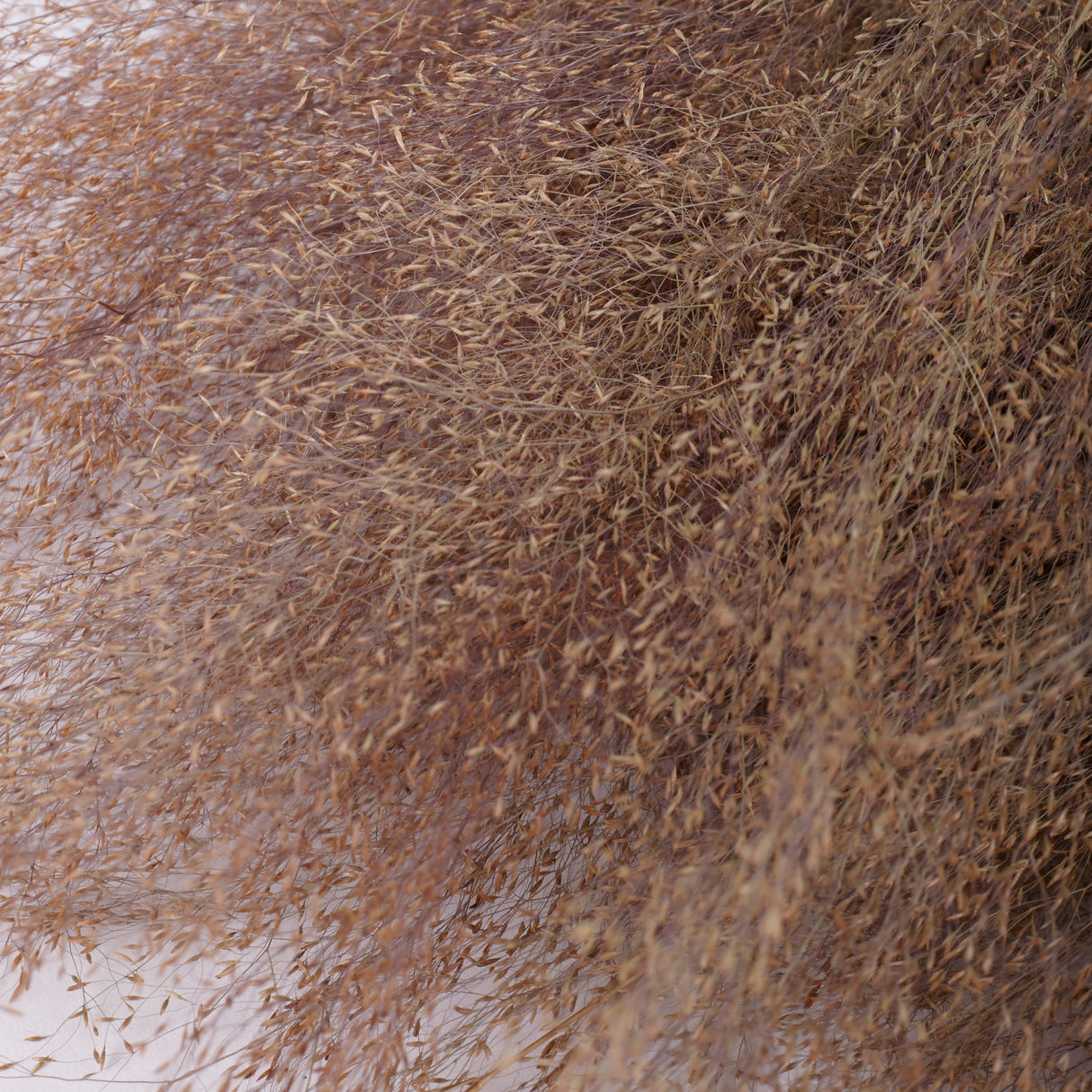 Agrostis (Bent Grass), Dried, Natural, 50g Bunch