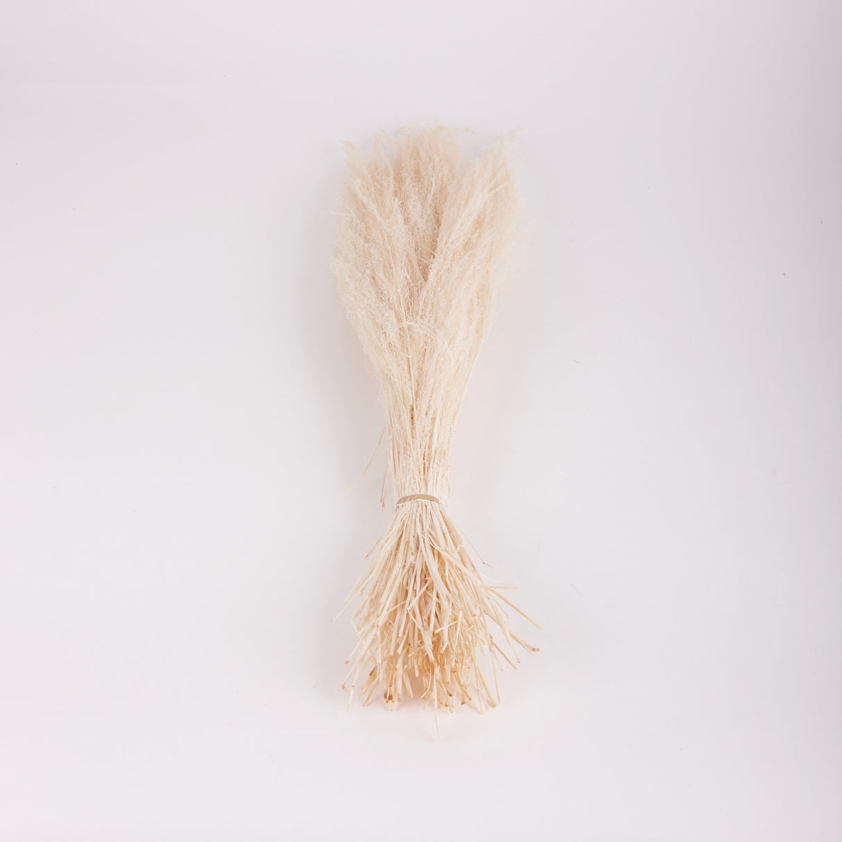 Agrostis (Bent Grass), Dried, White, 50g Bunch