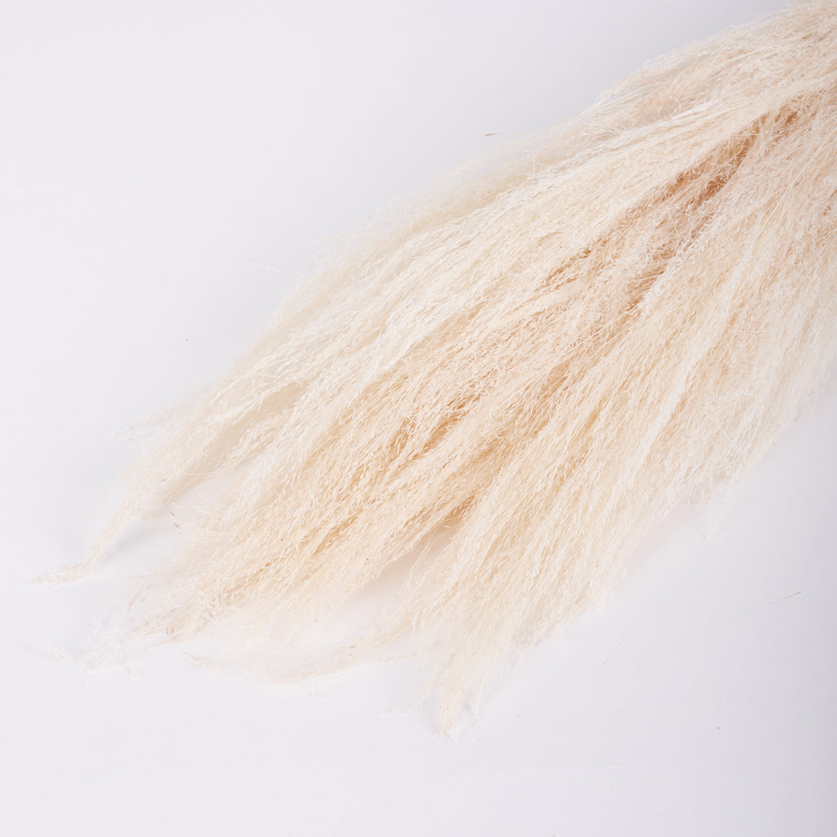 Agrostis (Bent Grass), Dried, White, 50g Bunch