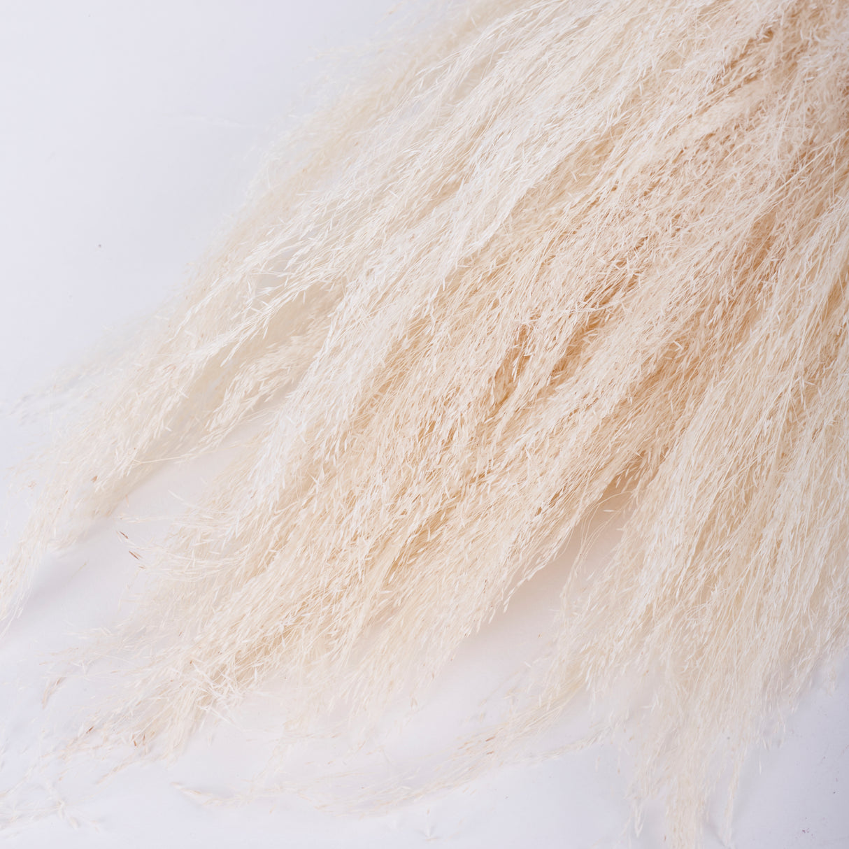 Agrostis (Bent Grass), Dried, White, 50g Bunch