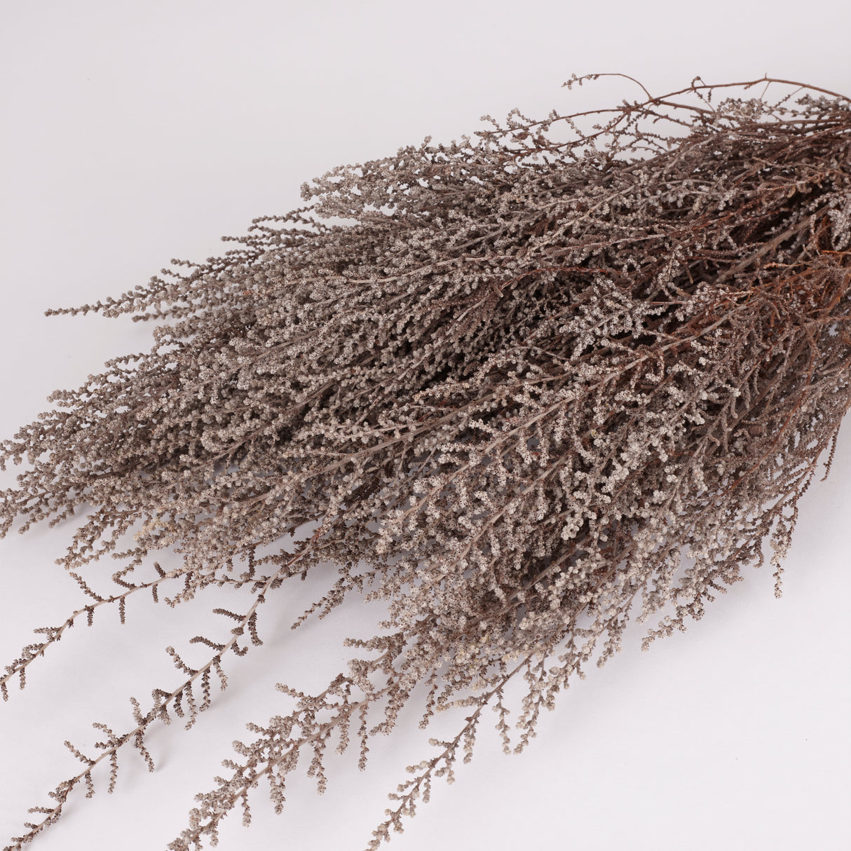 Stoebe, Preserved, Grey, Bunch