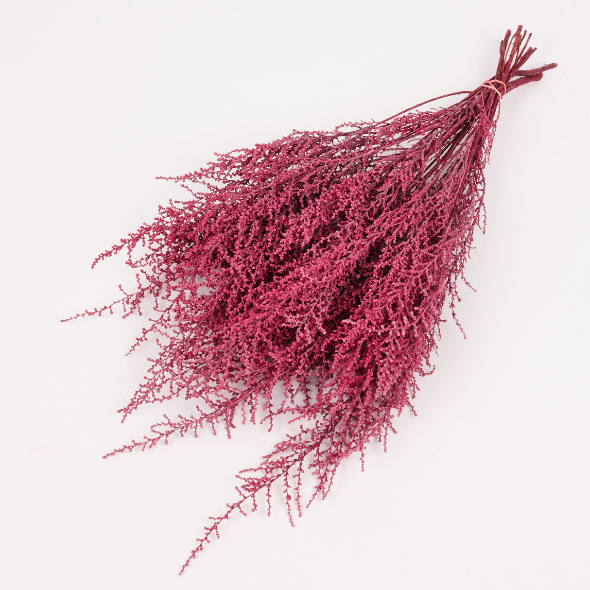 Stoebe, Preserved, Coral Pink, Bunch