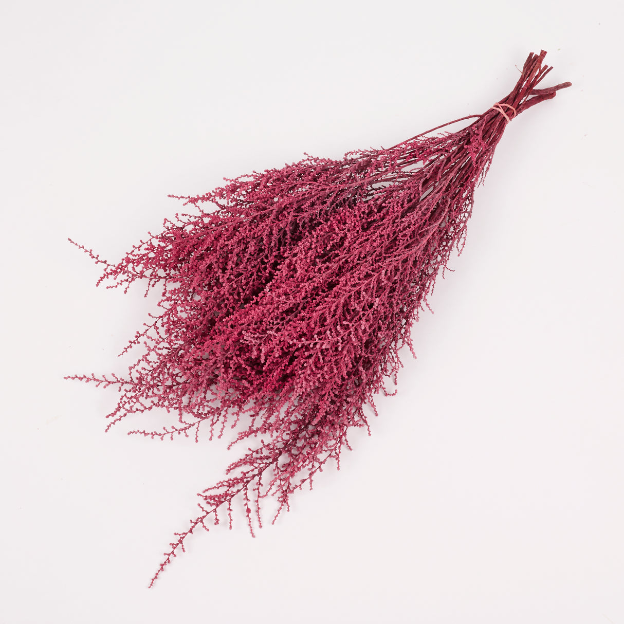 Stoebe, Preserved, Coral Pink, Bunch