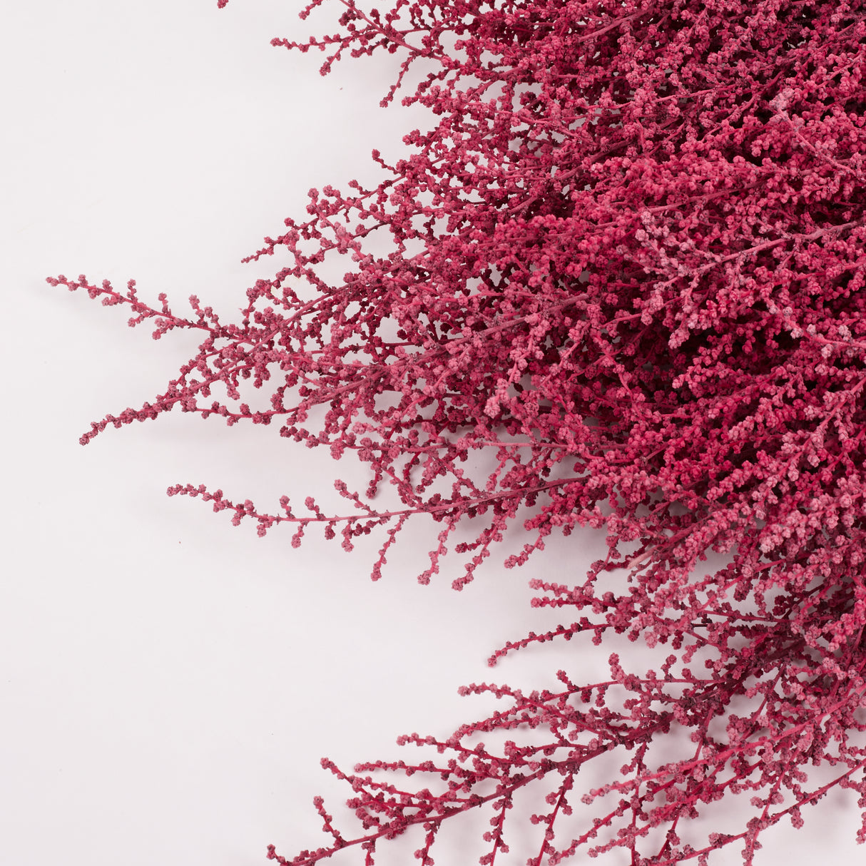 Stoebe, Preserved, Coral Pink, Bunch
