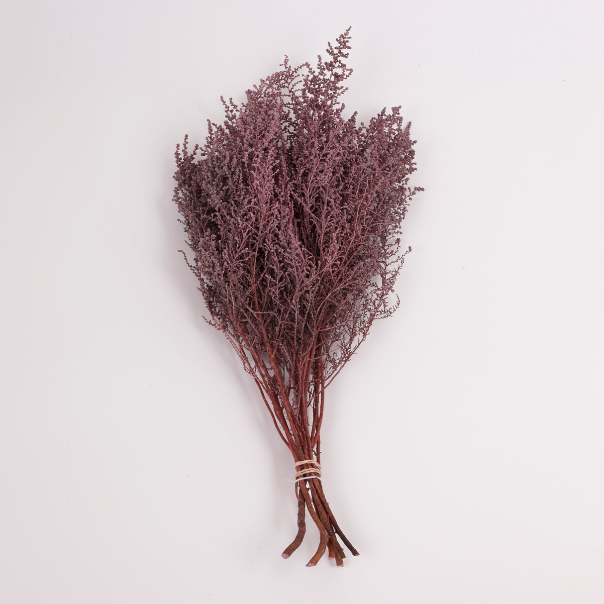 Stoebe, Preserved, Dusty Pink, Bunch