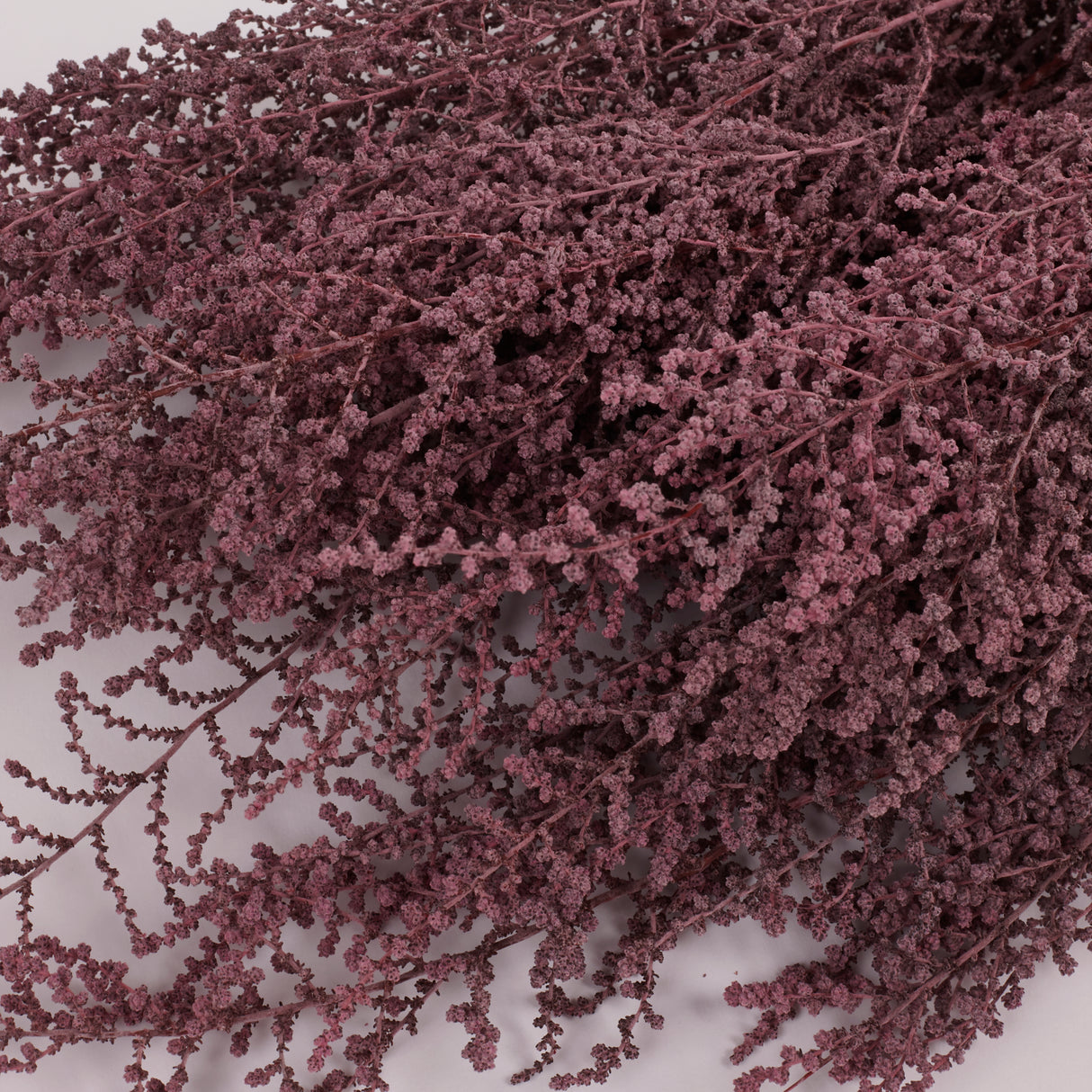 Stoebe, Preserved, Dusty Pink, Bunch