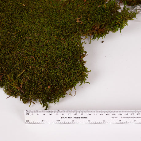 Flat Moss, Preserved, Green, 500g Bag